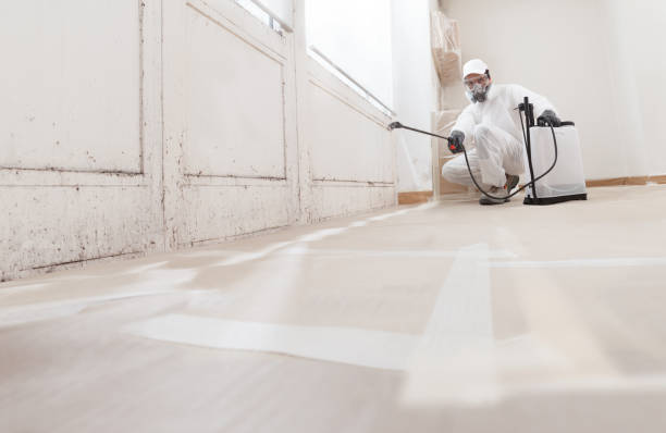 24/7 Emergency Black Mold Remediation experts in Pennsauken, NJ