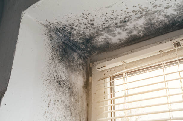 Affordable Black Mold Remediation solutions in Pennsauken, NJ