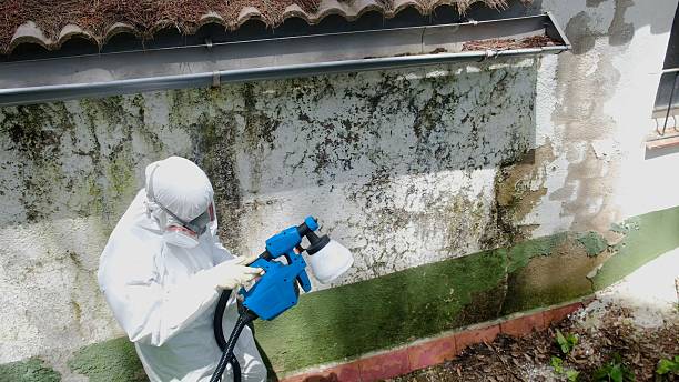 Top rated local Black Mold Remediation specialists in Pennsauken, NJ